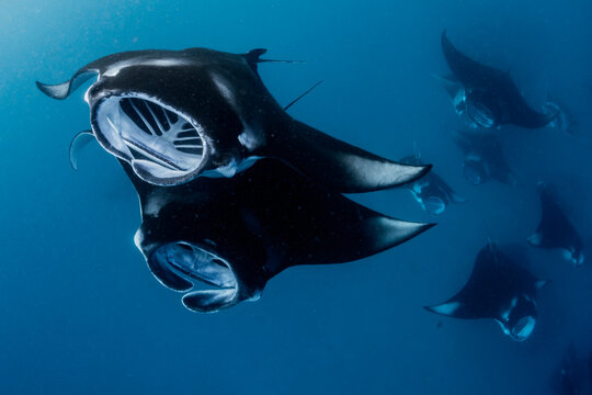 Front view of a manta ray
