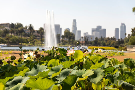 Echo Park Lake Lotus Flowers with Downtown Los Angeles Skyline