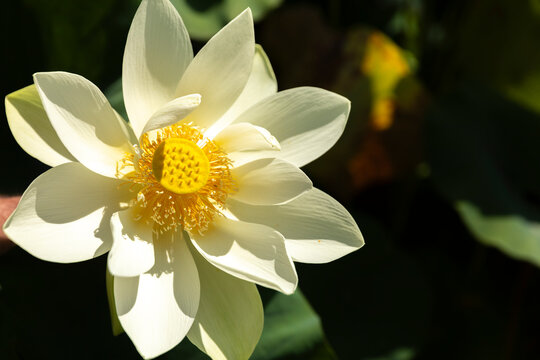 Close-Up of a Blooming White Lotus Flower at Echo Park Lake