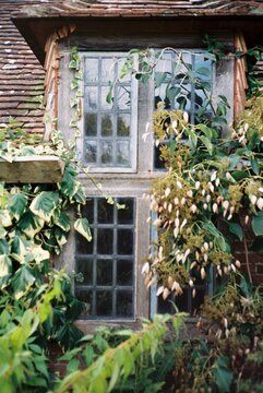 Old window enveloped in climbing plants and greenery