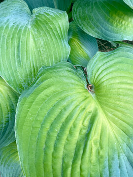 Hosta leaves, close up