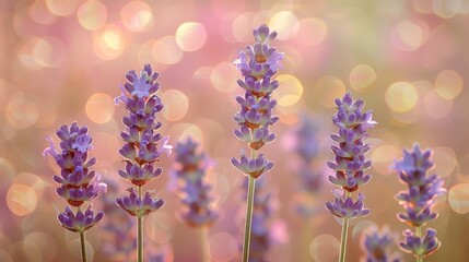 Obraz premium Beautiful blooming lavender flowers on a soft blurred nature background for a website banner