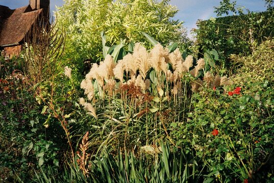 Lush garden with diverse plants and vibrant pampas grass.