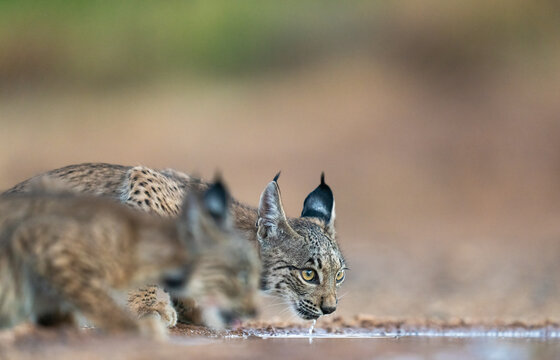 Two Iberian Lynx Cubs Drinking Water In Castilla La Mancha, Spain  