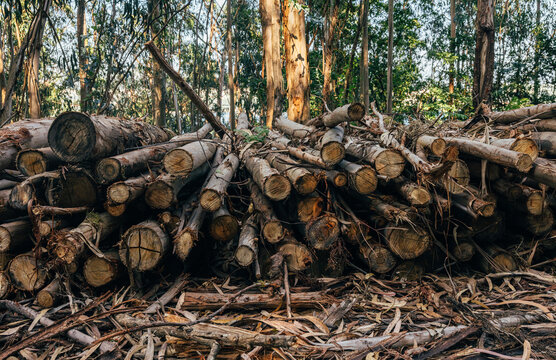 Stack of freshly cut logs in a forest ready for transportation