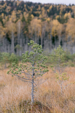 Small pine tree stands out in autumn landscape scene.
