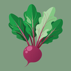 beet-vector.