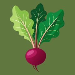 beet-vector.