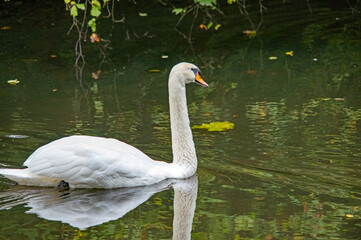 Ein weißer Schwan auf dem Wasser