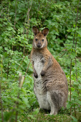 Red-necked wallaby (Macropus rufogriseus)