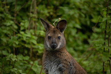 Red-necked wallaby (Macropus rufogriseus)