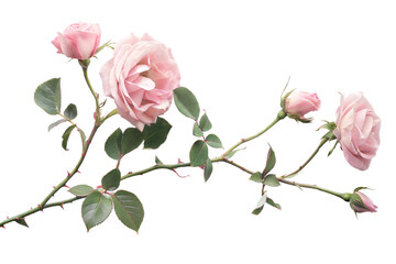 Elegant Pink Rose Branch with Blooming Flowers and Buds for Floral Design