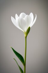 A tight shot of a white bloom featuring a green leaf protruding from its stem.
