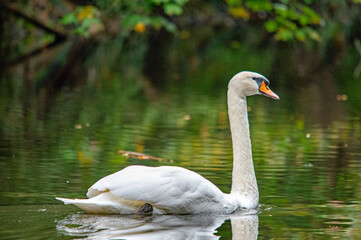 Ein weißer Schwan auf dem Wasser