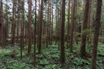 Obraz premium Nakasendo hiking trail