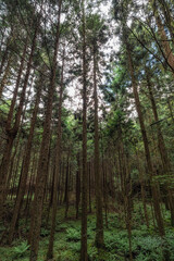 Nakasendo hiking trail