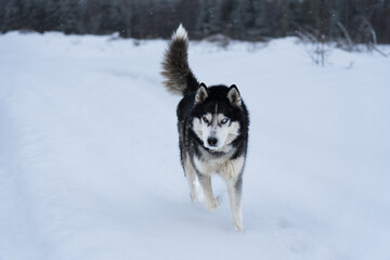 A Siberian Husky dog ​​runs through the snow on a winter day in the forest.
