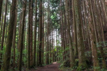 Nakasendo hiking trail