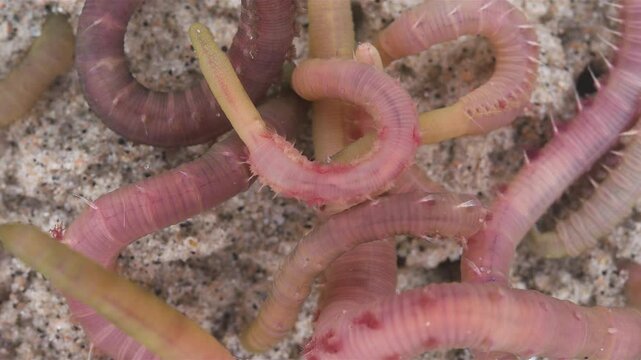 Colony of Arenicola marina worms close-up, class Polychaeta. They inhabit the intertidal zone and dig holes in silty-sandy soil. White Sea