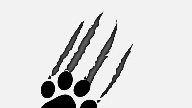 Cat Claw Scratch mark on white paper background animation. 