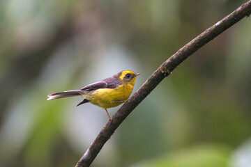 Obraz premium Yellow-bellied Fairy-fantail (Chelidorhynx hypoxanthus) shot with shallow depth of field. The Yellow-bellied Fairy-fantail is a tiny, agile bird in Asian montane forests.