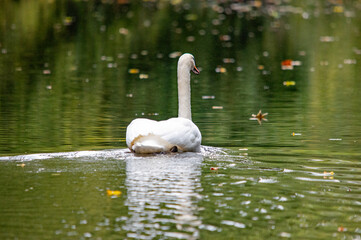 Ein weißer Schwan auf dem Wasser