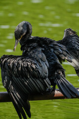 Great Cormorant カワウ