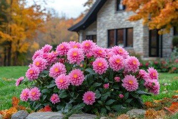Beautiful pink dahlias blooming in a garden with a modern house in the background