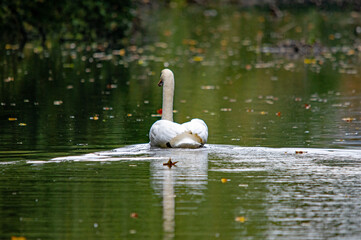 Majest&auml;tischer Schwan schwimmt behutsam auf stillen Gew&auml;sser davon