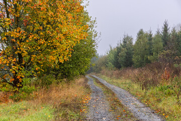Herbstfarben Ahorn im Herbstkleid