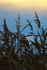 Obraz premium sunset in the see