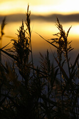 sunset in the field