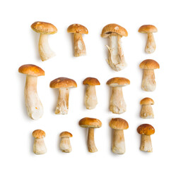 Fresh boletus mushrooms isolated on white background.