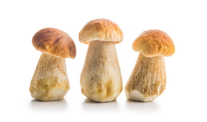 Fresh boletus mushrooms isolated on white background.