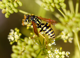 A yellow and black wasp is on a flower