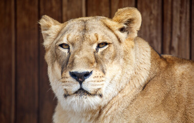 Fototapeta premium Portrait of a lioness in nature