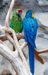 Two parrots are perched on a branch