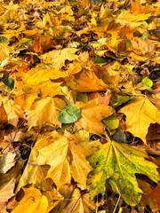 Maple leaves on the ground in autumn