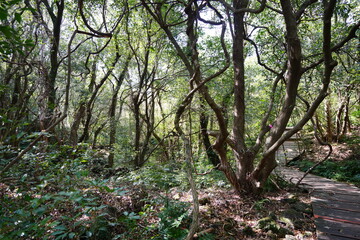 spring path through old trees and vines