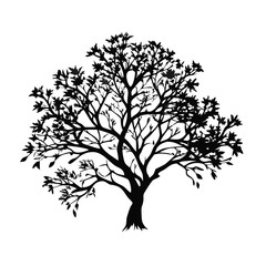 Fototapeta premium jatoba--tree-silhouette