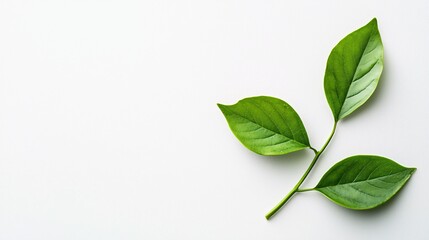 Obraz premium A prominent emblem on a clean white backdrop representing ethical sourcing and sustainability in trade.