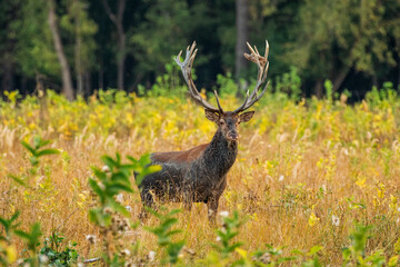 Majestic stag standing gracefully in a sunny meadow.