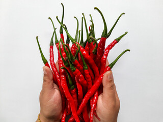 Woman's Hands Holding Red Curly Chili or Cabai Merah Keriting. top view