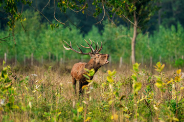 Majestic deer in a serene forest clearing, calling out.