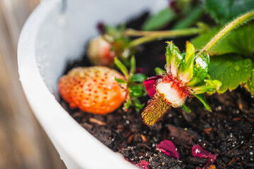 strawberry plant with fruits in white hanging pot, close-up shot at shallow depth of field
