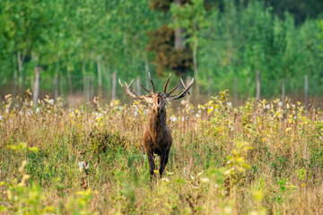 Majestic Deer in Forest Clearing with Antlers Displayed