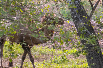 Unexpected Encounter: Camel Roaming Through the Forest. Bactrian camels grazing in grassland.