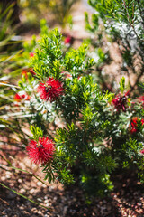 native Australian banksia bush with red flowers outdoor in beautiful tropical backyard