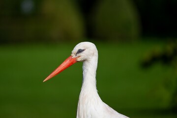 Gros plan sur une cigogne 