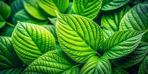 Vibrant Green Leaf Background with Natural Texture for Organic and Eco-Friendly Designs